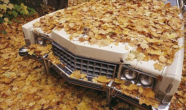 汽车,腐烂,卡迪拉克,老古董,遮盖,叶子,美国,北美