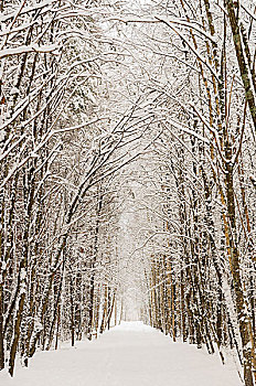 景色,雪,小路,大树,冬季风景,竖图,构图