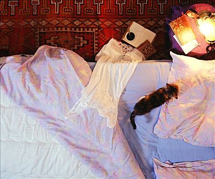 特写,猫,床,白色,睡衣,杯子,书本,地毯,床头灯