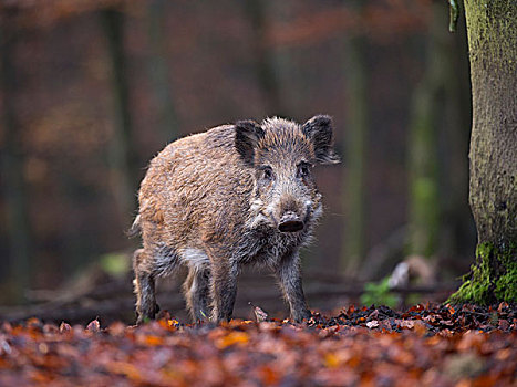 野猪,莱茵兰普法尔茨州,德国,欧洲