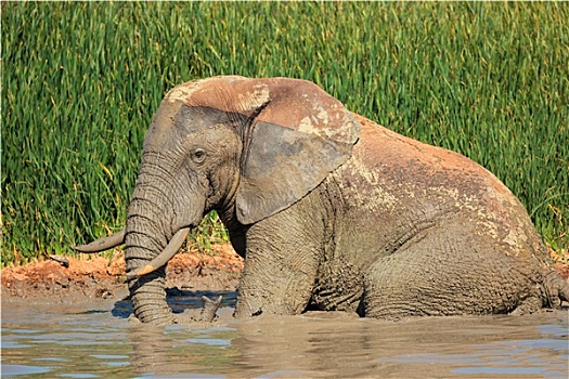 非洲象,泥