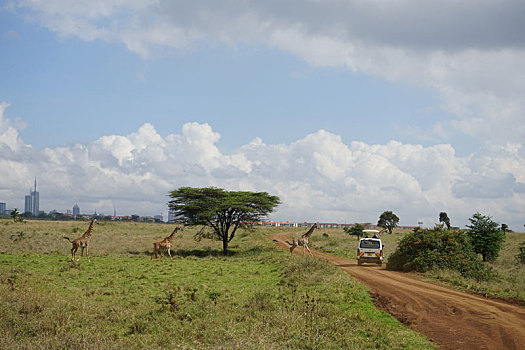 东非大草原