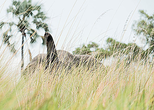 大象,高草,奥卡万戈三角洲,博茨瓦纳
