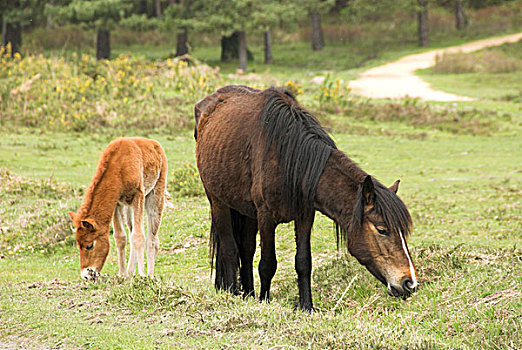 新森林小型马,母马,小马,石南灌丛,新森林地区,汉普郡,英格兰,英国,欧洲