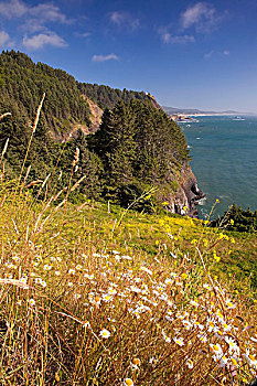 夏花,山,岬角,俄勒冈海岸,俄勒冈,美国