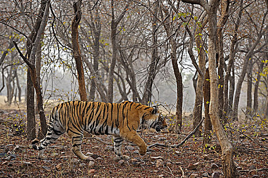 孟加拉,印度虎,虎,树林,拉贾斯坦邦,国家公园,印度,亚洲