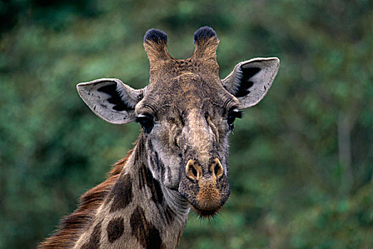 肖像,长颈鹿,马塞马拉野生动物保护区,肯尼亚