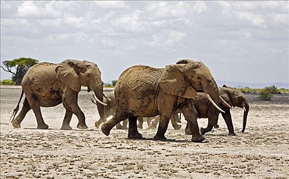 肯尼亚,安伯塞利国家公园,非洲象,迅速
