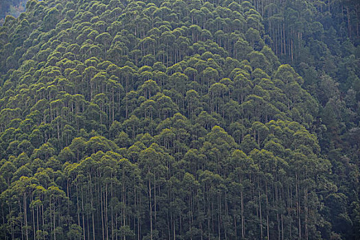 树林,心型,竹林,黄色,森林公园,景区,大山