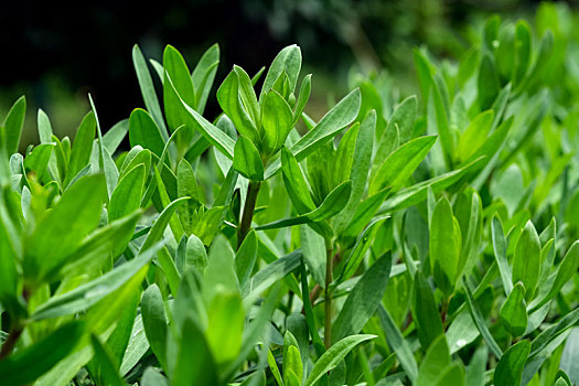 备受胶东人喜爱的珍馐野菜山苜楂