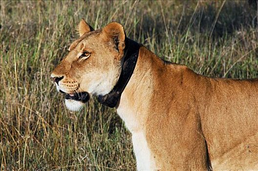 雌狮,狮子,追踪,装置,马赛马拉,肯尼亚,非洲