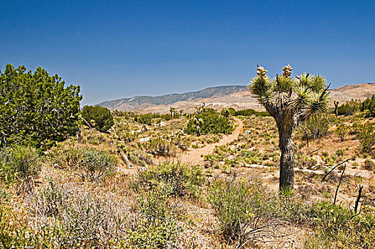 约书亚树,山峦,莫哈维沙漠,加利福尼亚,美国
