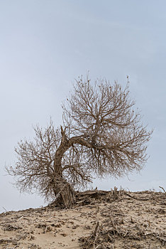 中国新疆巴州胡杨树