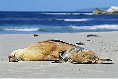 澳洲海狮图片