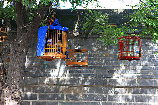 北京胡同提笼架鸟