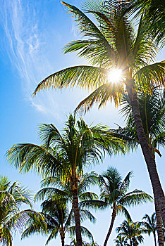 古巴,巴拉德罗,半岛,棕榈树