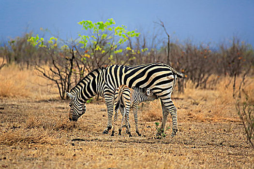 白氏斑马,马,斑马,小马,吸吮,女性,克鲁格国家公园,南非,非洲