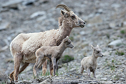 落基山,大角羊,母羊,相似,羊羔