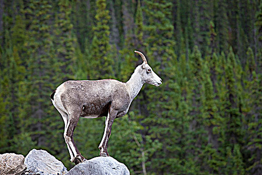 一个,有角,雌性,高山石羊,湖,省立公园,不列颠哥伦比亚省,加拿大
