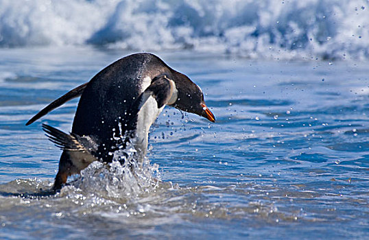 巴布亚企鹅,海滩,福克兰群岛