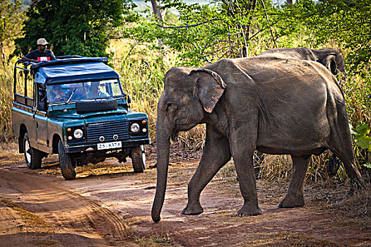 人,旅行队,看,大象,国家公园,斯里兰卡