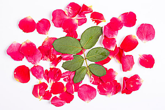 月季花瓣,红色的月季,玫瑰