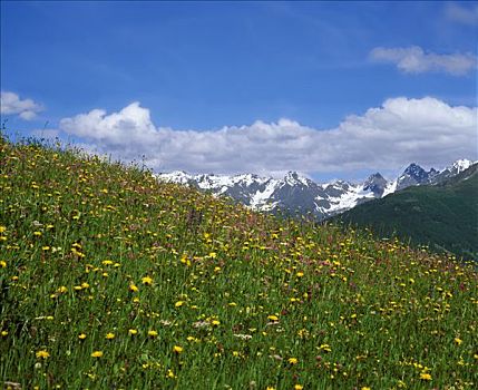 阿尔卑斯草甸,提洛尔,奥地利