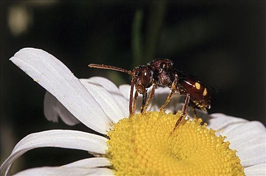 黄蜂,法兰西菊