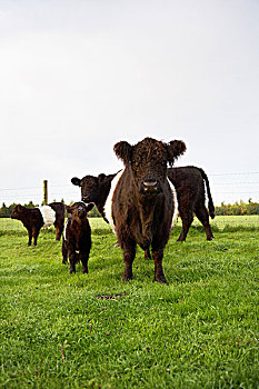 母牛,科茨沃尔德,格洛斯特郡,英格兰