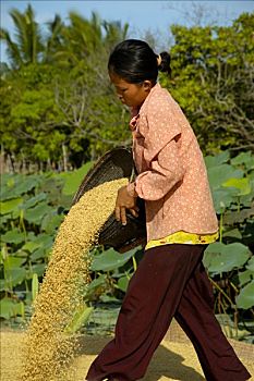 高棉人,女人,稻米,靠近,柬埔寨
