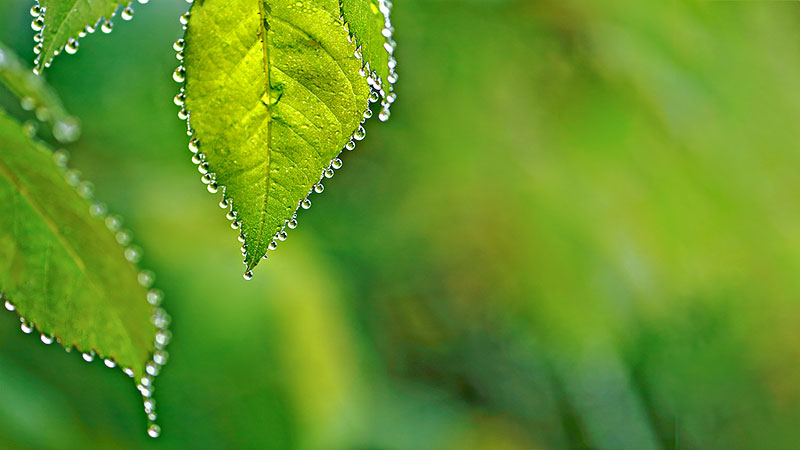 绿色叶子水滴珍珠项链