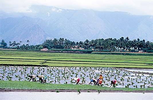 农民,工作,稻田,印度南部