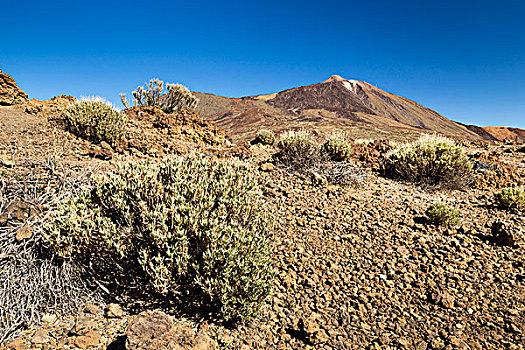 植被,后面,火山,泰德峰,特内里费岛,加纳利群岛,西班牙,欧洲