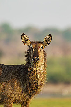 普通,水羚,母牛,特写,乔贝国家公园,博茨瓦纳,非洲