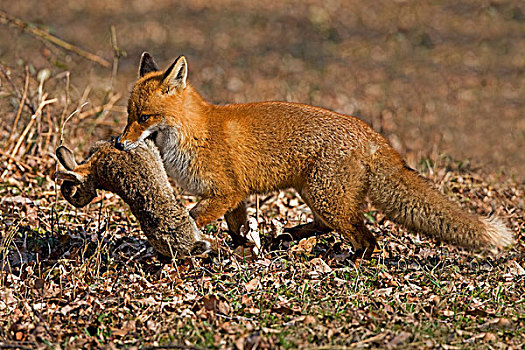红狐,狐属,成年,杀,欧洲兔,诺曼底,法国