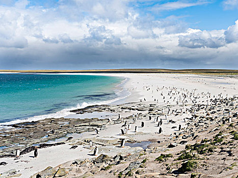 巴布亚企鹅,福克兰群岛,群,宽,沙滩,大幅,尺寸
