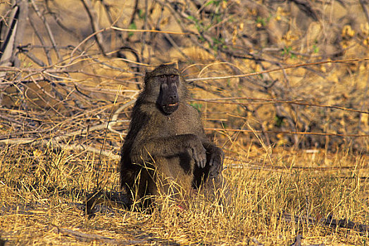 博茨瓦纳,奥卡万戈三角洲,莫瑞米,野生动植物保护区,南非大狒狒,坐