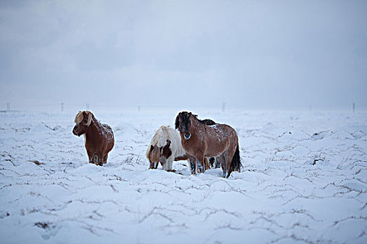 冰岛马,地点,雪