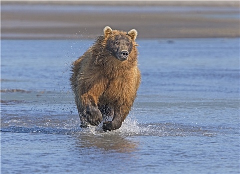 棕熊,跑,捕食