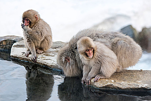 雪猴,日本,温泉
