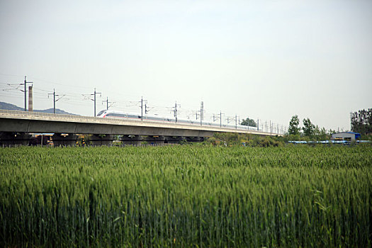 山东省日照市,麦田绿油油一片丰收在望,农民田间管理忙不停