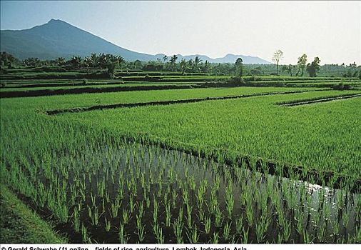 种稻,粮食,农业,龙目岛,印度尼西亚,亚洲