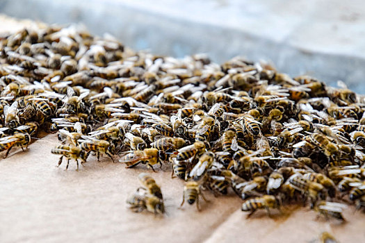 大,蜜蜂,纸板
