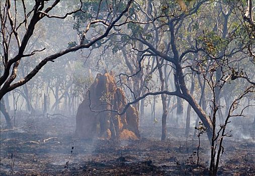 灌丛火灾,森林火灾,西澳大利亚,澳大利亚