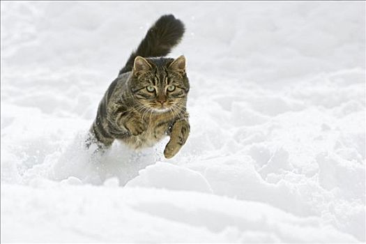 家猫,雪中,德国