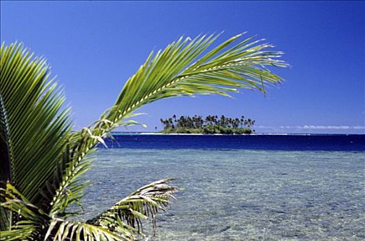 塔希提岛,岛屿,棕榈叶