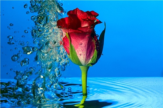 红色,玫瑰,水