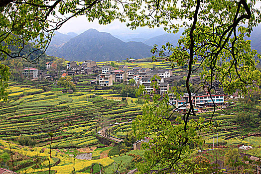 梯田,山村,春意