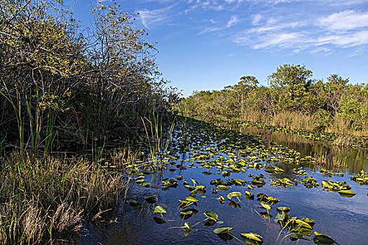 湿地,大沼泽地国家公园,佛罗里达,美国