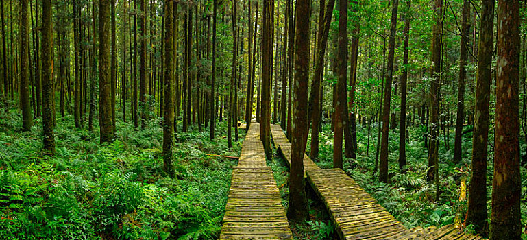 森林里给登山人安全行走的木栈道